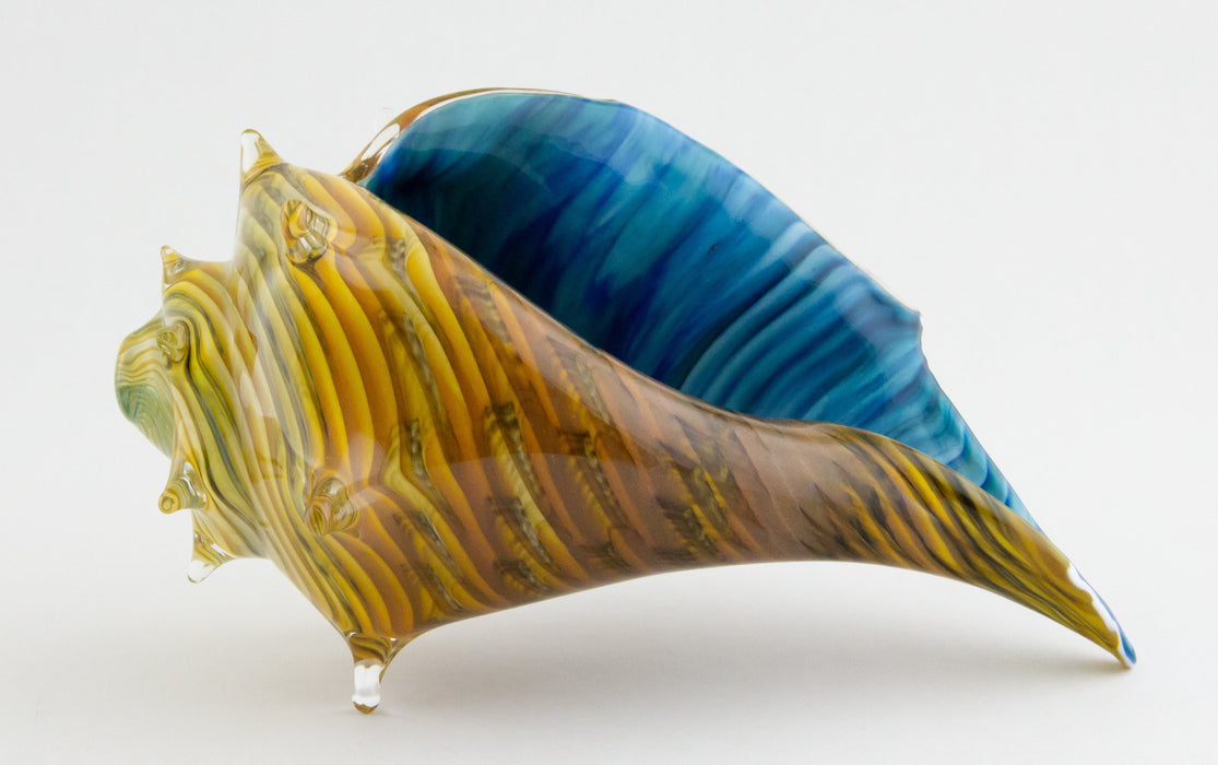Medium Caramel & Blue Whelk