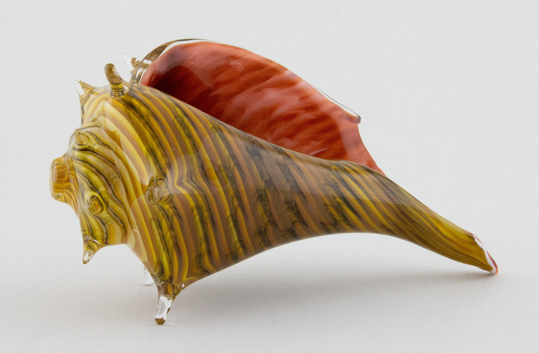 Medium Caramel & Coral Whelk