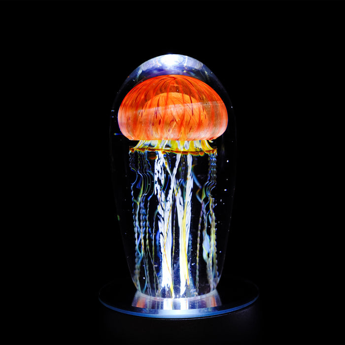 Pacific Coast Jellyfish