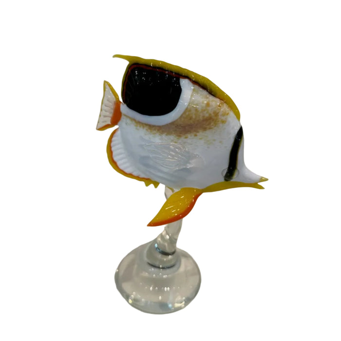 Saddleback Butterflyfish