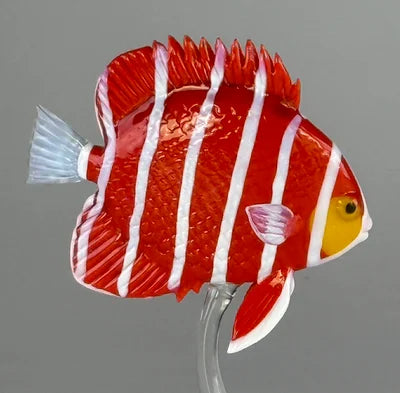 Pepermint Angelfish