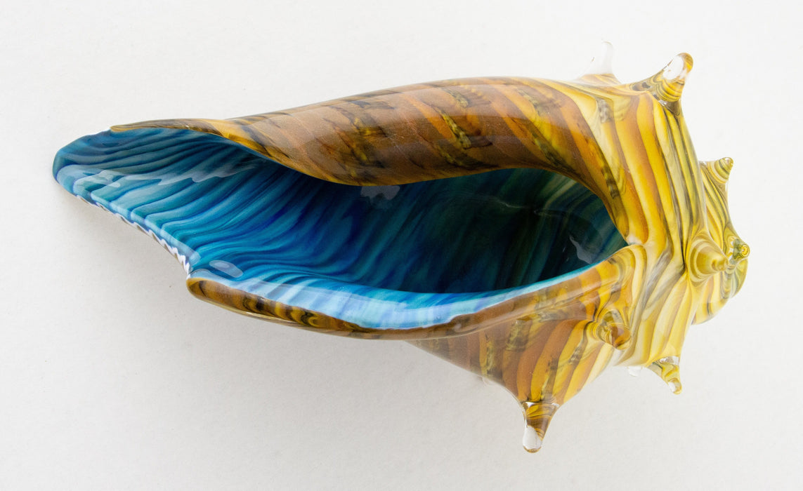 Medium Caramel & Blue Whelk