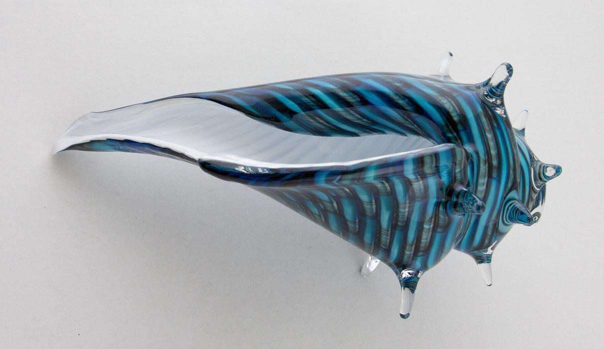 Medium Blue & White Whelk