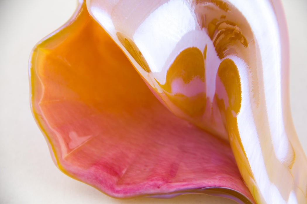 Pink and Amber Shell